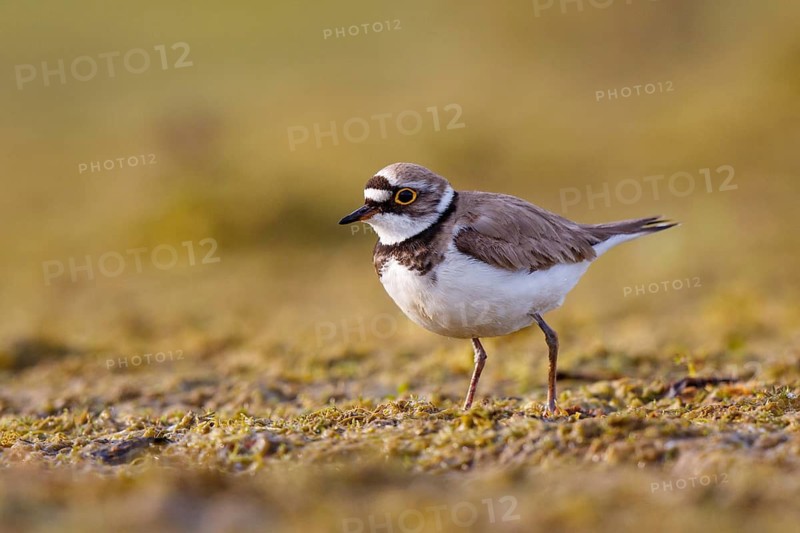 Little Ringed Plover (Charadrius dubius), North Rhine-Westphalia, Germany