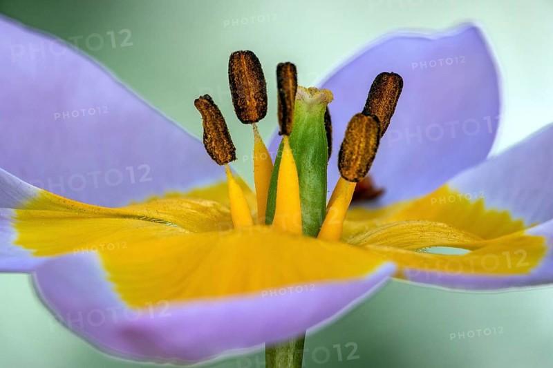 Purple-yellow tulips, rock tulip (Tulipa saxatilis), wild tulip, flower, blooming, macro photo, Baden-Württemberg, Germany