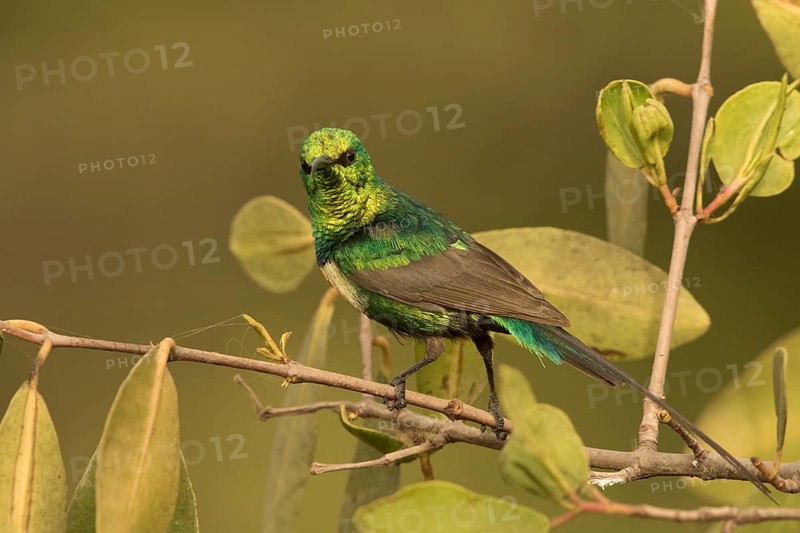 Beautiful Sunbird (Cinnyris pulchellus) male, Gambia