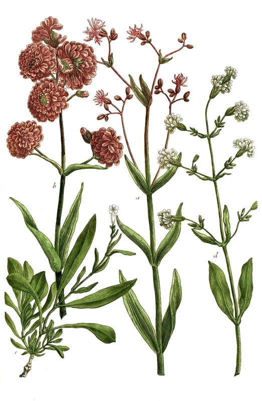 Botany, plants, a. lychnis viscosa purpurea, b. lychnis viscosa flore rubro, c. lychnis montana viscosa alba, d. lychnis montana viscosa flore albo pleno prolifero
