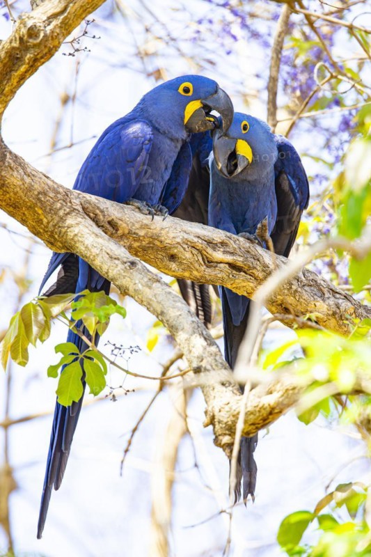 Hyacinth Macaw (Anodorhynchus hyacinthinus) Pantanal Brazil