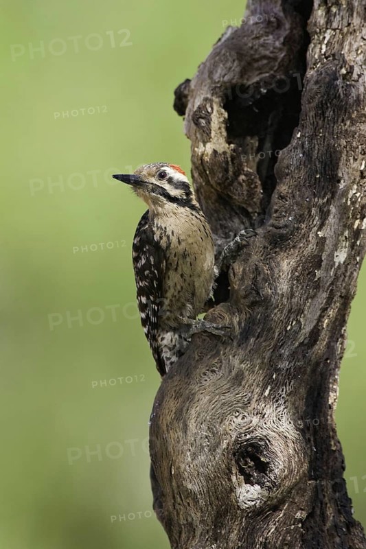 Ladder-backed Woodpecker (Dryobates scalaris), Arizona, USA