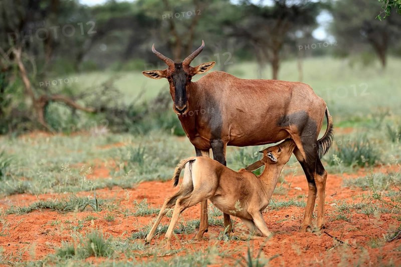 Tsessebe (Damaliscus lunatus), lyrebird, crescent moon antelope, adult, female, juvenile, suckling, Mokala National Park, Northern Cape, South Africa