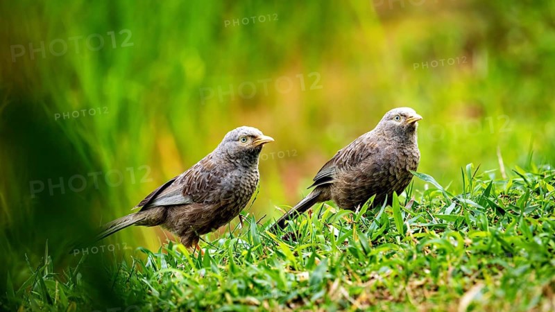 Two birds standing in the lush green grass of a natural environment, a Jungle Babbler at Sigiriya in Sri Lanka (Argya striata)