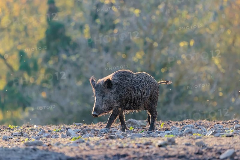 A female wild boar (Sus scrofa) crosses a clearing backlit by the sun. An autumnal forest can be seen in the background. Bavaria, Germany