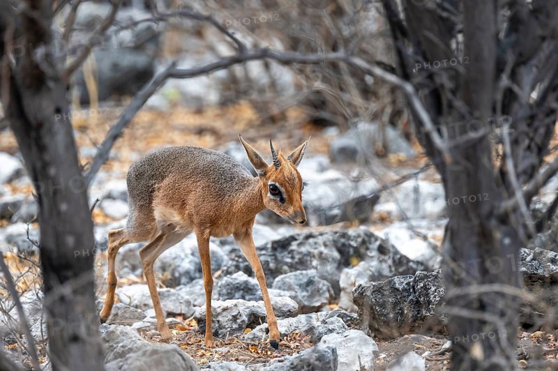 Damara dik-dik or kirk dik-dik (Madoqua kirkii), adult animal in the undergrowth, Etosha National Park, Namibia