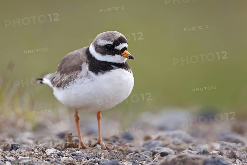 Common Ringed Plover (Charadrius hiaticula), Iceland