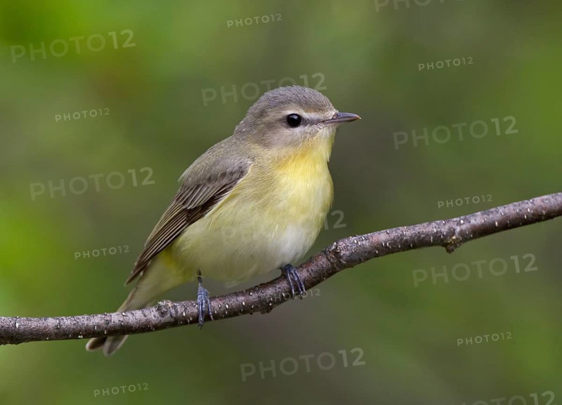 Philadelphia Vireo (Vireo philadelphicus), Ontario, Canada