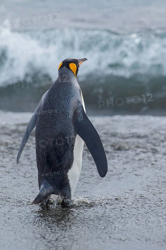 King Penguin (Aptenodytes patagonicus) perched on a rocky beach on South Georgia Island