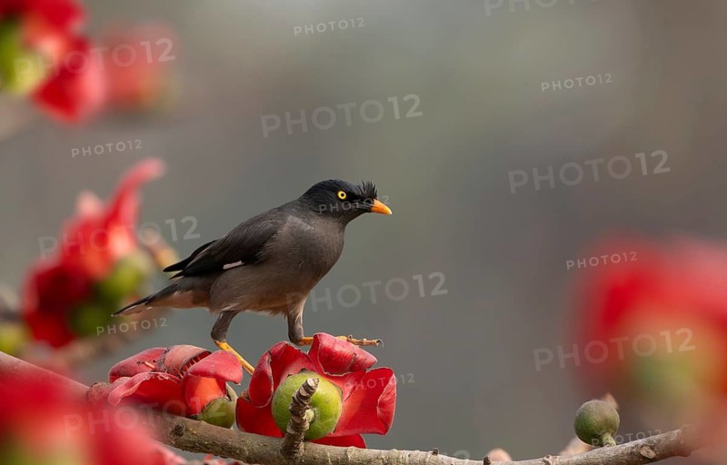 Jungle Myna (Acridotheres fuscus) on a flowering silk-cotton branch, sreepur, Gazipur, bangladesh