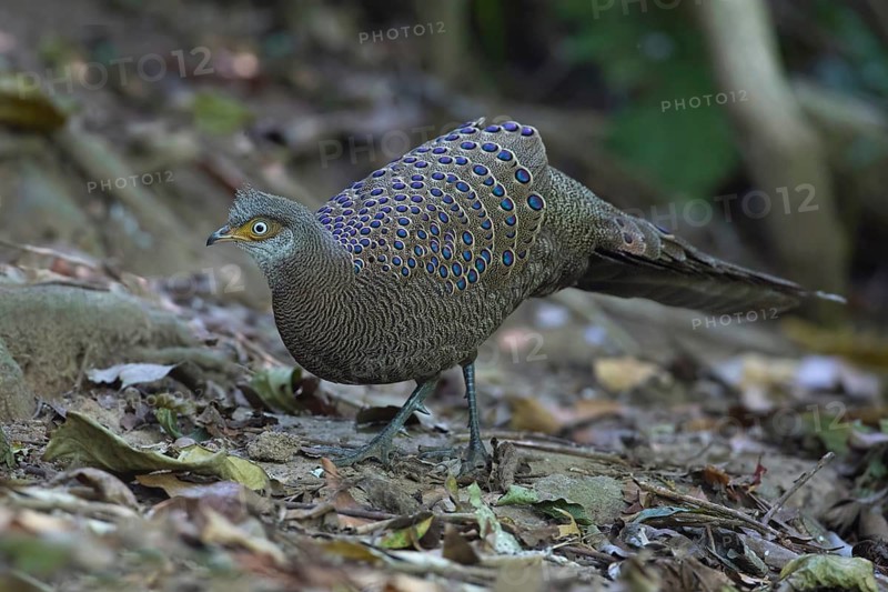 Grey Peacock-Pheasant (Polyplectron bicalcaratum) male, Thailand