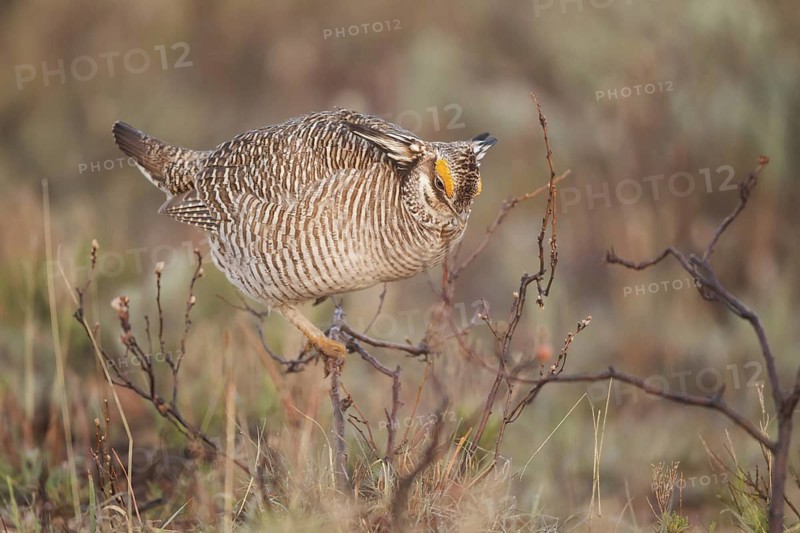 Lesser Prairie Chicken (Tympanuchus pallidicinctus) male, New Mexico, USA