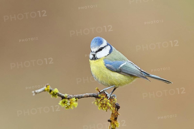 Blue tit (Parus caeruleus), sitting on a branch covered with moss, Wilnsdorf, North Rhine-Westphalia, Germany