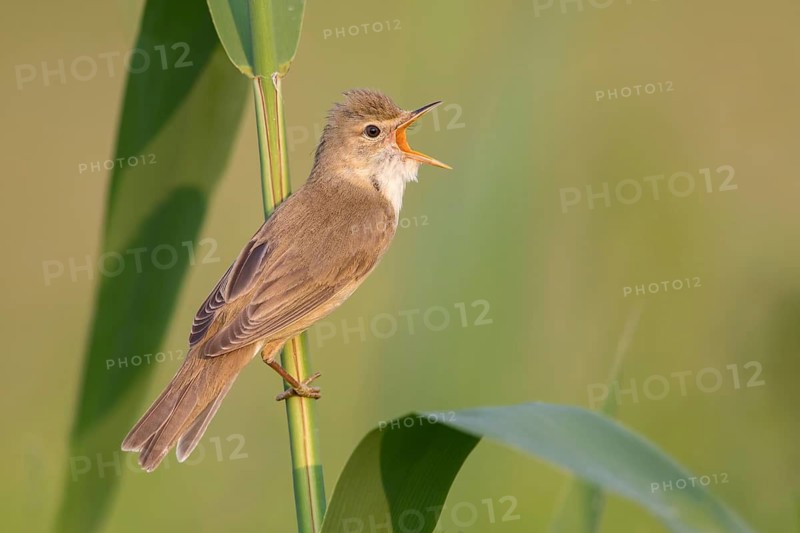 Marsh Warbler (Acrocephalus palustris) male singing in reeds, Poland