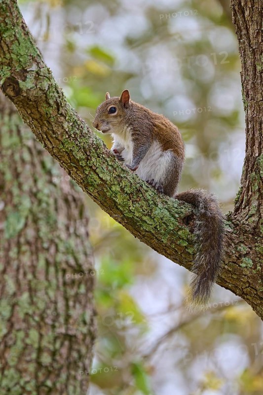 American grey squirrel (Sciurus carolinensis), sitting on a branch and looking around attentively, Pembroke Pines, Florida, USA