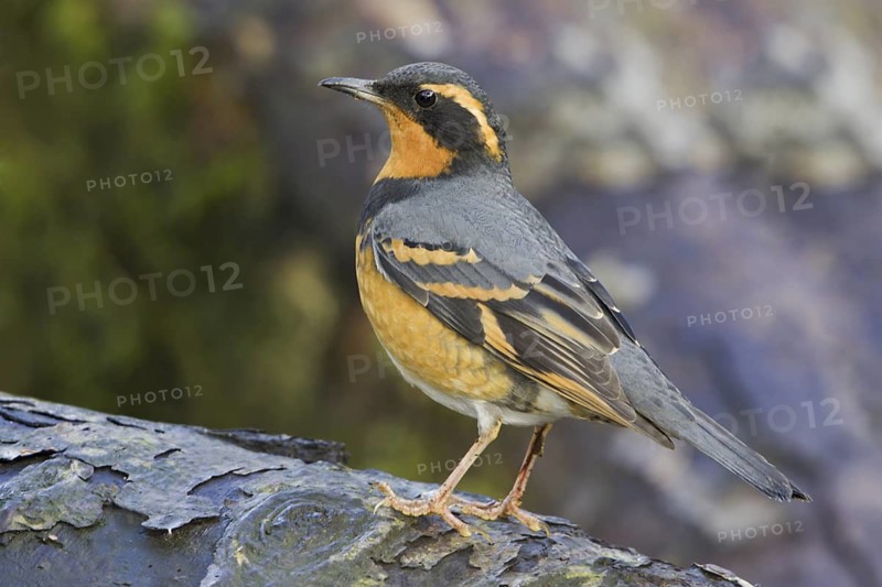 Varied Thrush (Ixoreus naevius), British Columbia, Canada