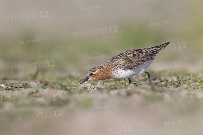 Red-necked Stint (Calidris ruficollis) foraging, Dornod Province, Mongolia