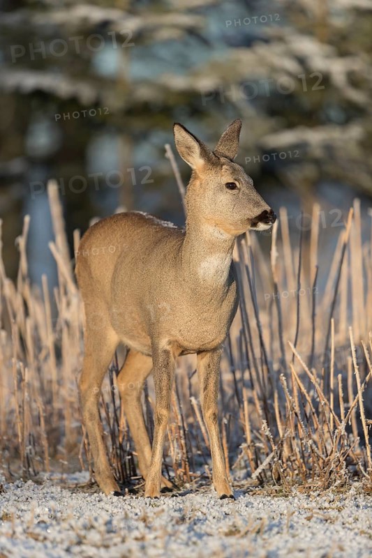 Roe deer standing in hoar frosted dead stinging nettle at minus 15 °C at sunrise. Trees and dead stinging nettle in background