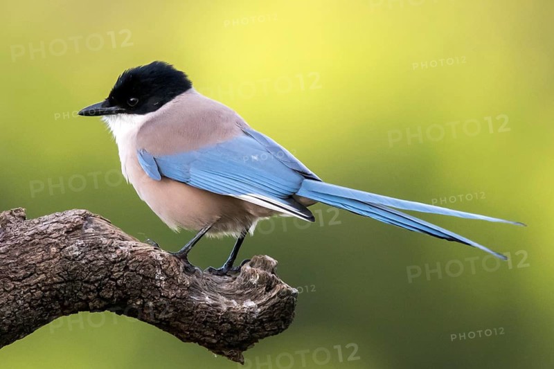 Iberian Magpie (Cyanopica cooki), Andalusia, Spain