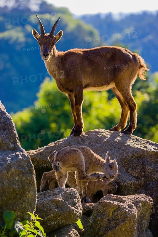 One adult female ibex (Capra ibex) and two of her babies standing on rocks
