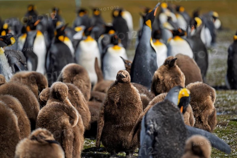 King penguins (Aptenodytes patagonicus), colony with adults and chicks in brown down plumage, Volunteer Point, East Falkland, Falkland Islands