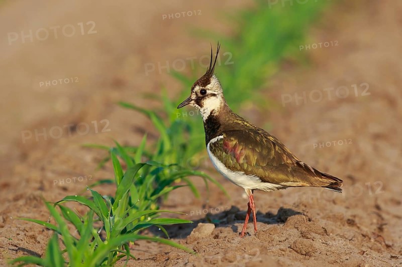 Northern Lapwing (Vanellus vanellus) female on a field, North Rhine-Westphalia, Germany