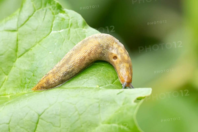 Leopard slug (Limax maximus) adult gastropod molluscs on a garden vegetable plant leaf in summer, England, United Kingdom