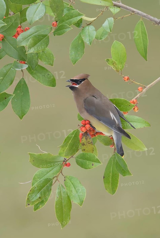 Cedar Waxwing (Bombycilla cedrorum) eating red berries, Texas, USA