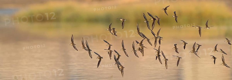 Animals, Birds, Little Sandpiper, (Calidris minuta), Biotope, Habitat, Foraging, Migratory bird, Limicoles Salalah, Raysut, Sohar, Oman