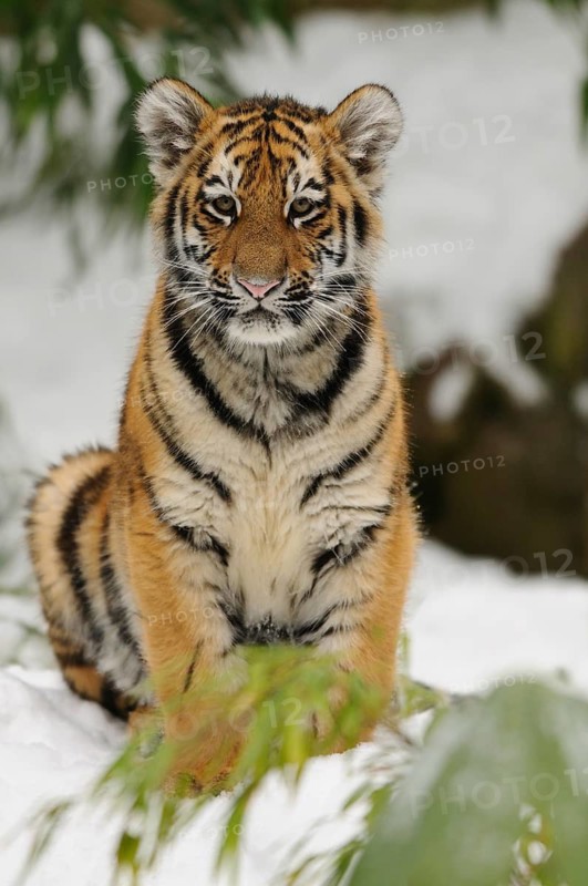A tiger cub sits attentively in the snow and looks directly into the camera, Siberian tiger (Panthera tigris altaica), captive, occurrence Russia, North Korea and China