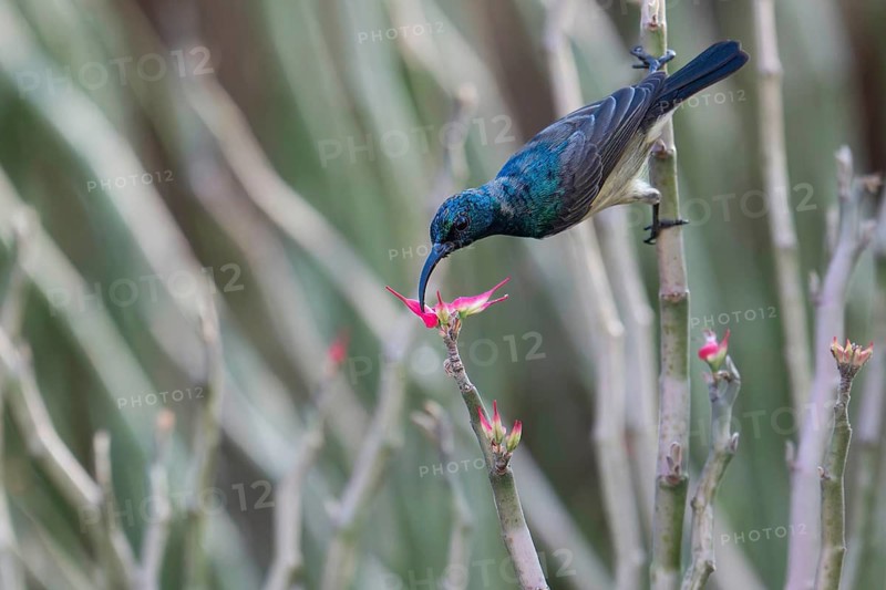 Sunbird, Souimanga Sunbird (Cinnyris souimanga), male, in the dry forest in western Madagascar