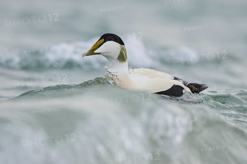 Common eider (Somateria mollissima) male swimming in the sea, Düne, Helgoland, Schleswig-Holstein, Germany