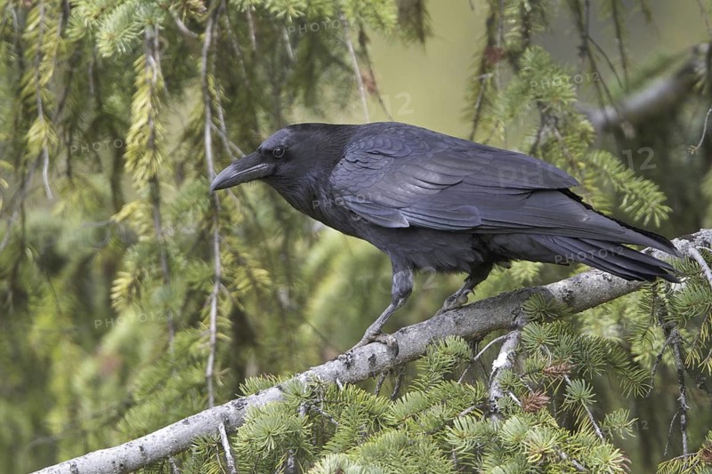 Northern Raven (Corvus corax), British Columbia, Canada