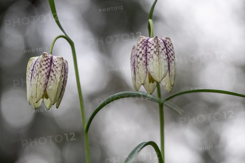 Snake's Head Fritillary (Fritillaria meleagris), Emsland, Lower Saxony, Germany