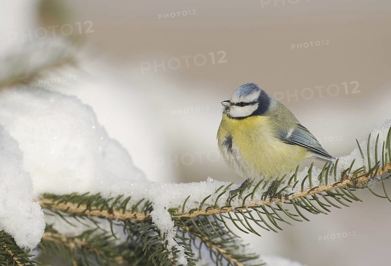 Eurasian Blue Tit (Cyanistes caeruleus), Saxony, Germany