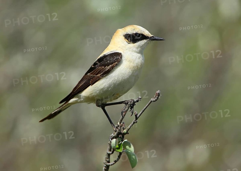Black-eared Wheatear (Oenanthe hispanica) male perched on a branch, French Riviera, France