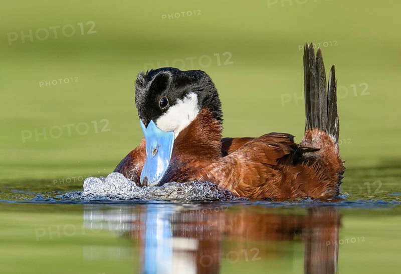 Ruddy Duck (Oxyura jamaicensis) male, British Columbia, Canada
