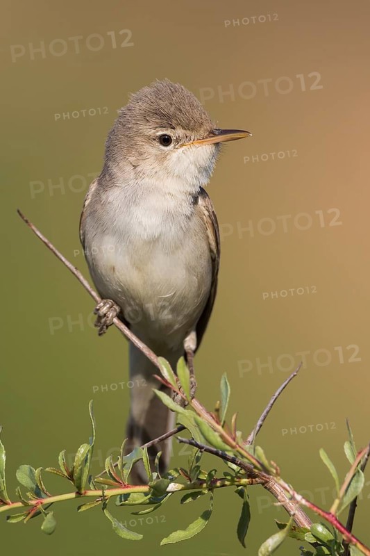 Uppchers Warbler - Dornspötter - Hippolais languida, Kyrgyzstan
