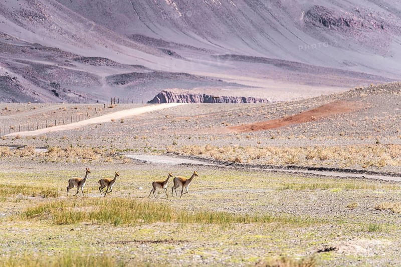 A serene landscape of the Andean Highlands in La Puna, Argentina, features a group of vicunas grazing peacefully. Rolling hills and a dirt path complete the picturesque scene