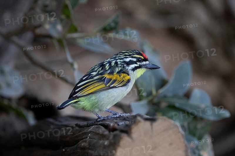 Red-fronted Tinkerbird (Pogoniulus pusillus), South Africa
