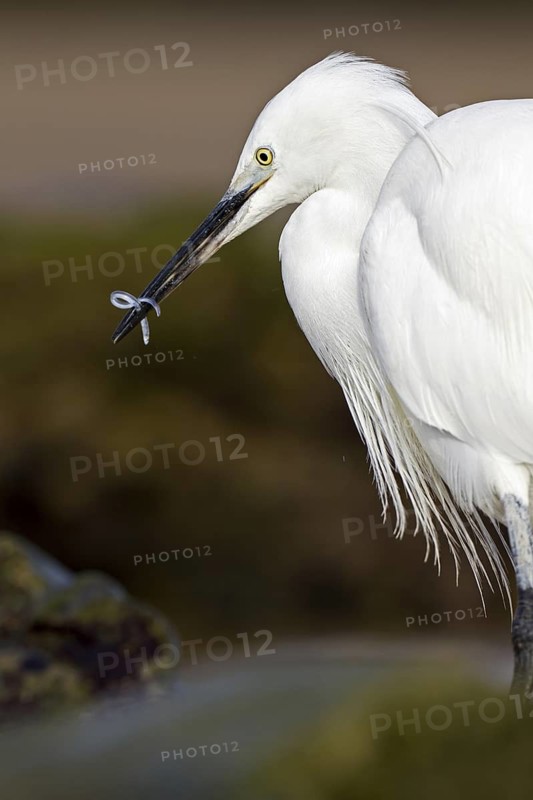 Little Egret (Egretta garzetta), Asturias, Spain