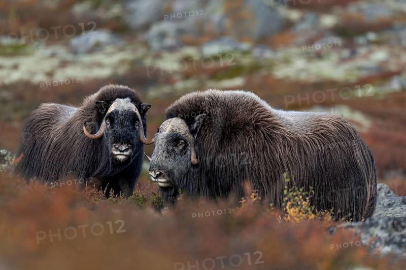 A mochus ox bull (Ovibos moschatus) and a female in the autumnal tundra, autumn, Ruska, autumn colours, Tundra landscape, Norway