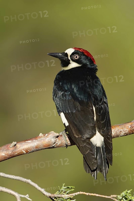 Acorn Woodpecker (Melanerpes formicivorus), Arizona, USA