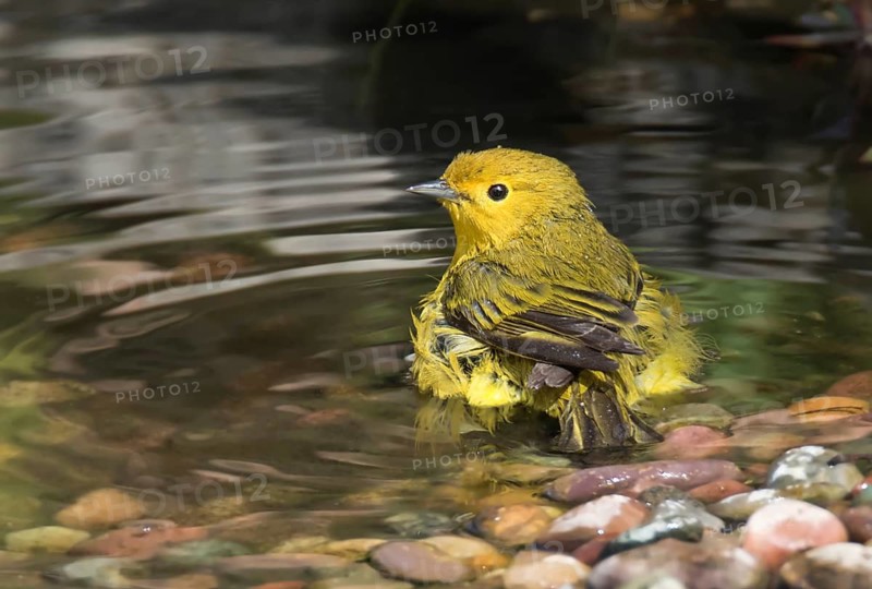 A male Yellow Warbler, Setophaga petechia, bathes in a backyard pond in Saskatoon, Saskatchewan