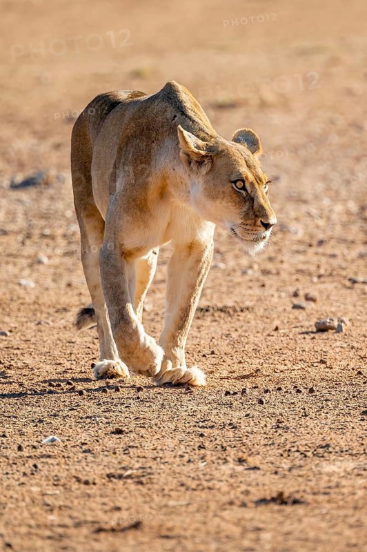 Lioness (Panthera leo) walking on dry ground, Kgalagadi Transfrontier National Park, Northern Cape, South Africa