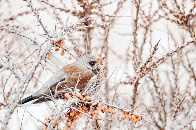 Fieldfare (Turdus pilaris) resting on frost-covered branches with orange berries in winter landscape, surrounded by bare vegetation and soft natural light, Poland