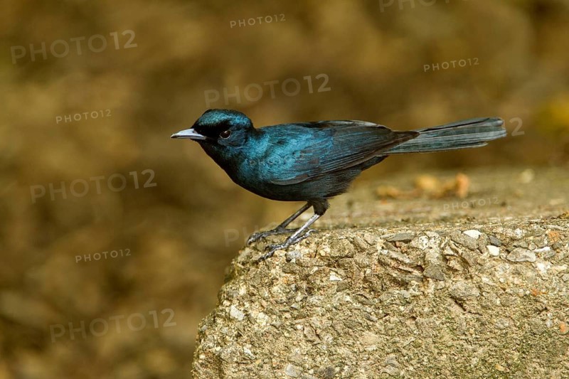 Shining Flycatcher (Myiagra alecto melvillensis) male, Northern Territory, Australia