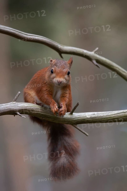 Red squirrel (Sciurus vulgaris) adult animal on a pine tree branch in summer, Scotland, United Kingdom