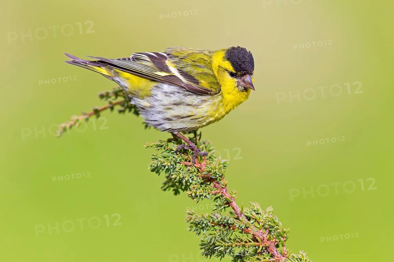 Erlenzeisig, Eurasian Siskin, Siskin, Spruce Siskin, Carduelis spinus, Tarin des aulnes, Lúgano