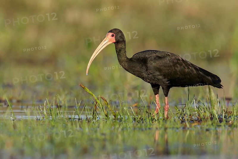 Bare-faced ibis (Phimosus infuscatus) perched on the ground in the Pantanal region of Brazil